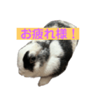 ラビの日常スタンプ（個別スタンプ：1）