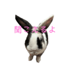 ラビの日常スタンプ（個別スタンプ：3）