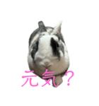ラビの日常スタンプ（個別スタンプ：4）