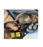 プタウタモガ（個別スタンプ：1）