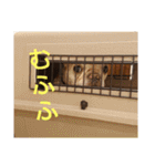 プタウタモガ（個別スタンプ：33）