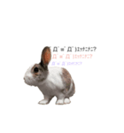 田田the rabbit-what！（個別スタンプ：1）