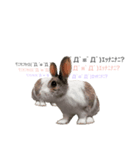 田田the rabbit-what！（個別スタンプ：2）