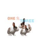 田田the rabbit-what！（個別スタンプ：3）