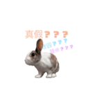 田田the rabbit-what！（個別スタンプ：4）