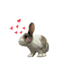 田田the rabbit-what！（個別スタンプ：5）