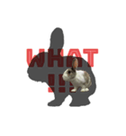 田田the rabbit-what！（個別スタンプ：7）