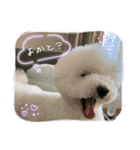 ピケその8（個別スタンプ：5）