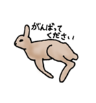 エゾユキウサギ（個別スタンプ：4）
