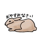 エゾユキウサギ（個別スタンプ：5）