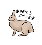エゾユキウサギ（個別スタンプ：7）