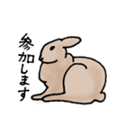 エゾユキウサギ（個別スタンプ：9）