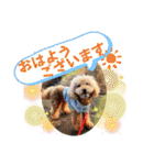 鈴木農園のシェル＆くぅ（個別スタンプ：1）