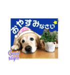 鈴木農園のシェル＆くぅ（個別スタンプ：3）