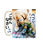 鈴木農園のシェル＆くぅ（個別スタンプ：7）