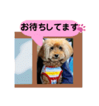 鈴木農園のシェル＆くぅ（個別スタンプ：16）