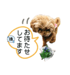 鈴木農園のシェル＆くぅ（個別スタンプ：26）