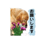 鈴木農園のシェル＆くぅ（個別スタンプ：29）