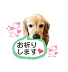 鈴木農園のシェル＆くぅ（個別スタンプ：33）