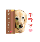 鈴木農園のシェル＆くぅ（個別スタンプ：35）