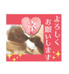 鈴木農園のシェル＆くぅ（個別スタンプ：37）