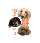 わんわんパラダイス3（個別スタンプ：1）