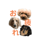 わんわんパラダイス3（個別スタンプ：3）