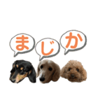 わんわんパラダイス3（個別スタンプ：4）