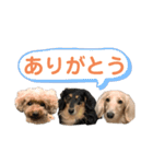 わんわんパラダイス3（個別スタンプ：5）