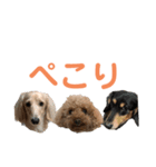 わんわんパラダイス3（個別スタンプ：6）