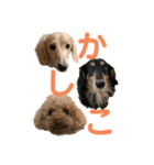 わんわんパラダイス3（個別スタンプ：7）