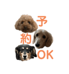 わんわんパラダイス3（個別スタンプ：9）