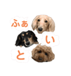 わんわんパラダイス3（個別スタンプ：11）
