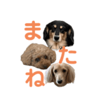 わんわんパラダイス3（個別スタンプ：12）
