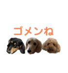 わんわんパラダイス3（個別スタンプ：14）