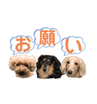 わんわんパラダイス3（個別スタンプ：15）