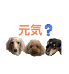 わんわんパラダイス3（個別スタンプ：16）