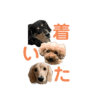 わんわんパラダイス3（個別スタンプ：18）