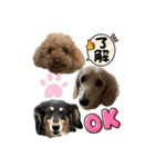 わんわんパラダイス3（個別スタンプ：19）