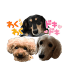 わんわんパラダイス3（個別スタンプ：20）