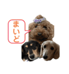 わんわんパラダイス3（個別スタンプ：23）
