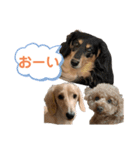 わんわんパラダイス3（個別スタンプ：27）
