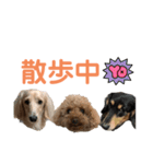 わんわんパラダイス3（個別スタンプ：29）