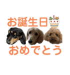 わんわんパラダイス3（個別スタンプ：31）