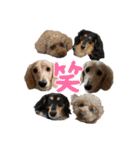わんわんパラダイス3（個別スタンプ：34）