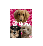 わんわんパラダイス3（個別スタンプ：40）
