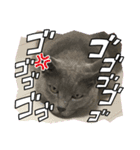 RIRI＆RON⑤たまに亀。（個別スタンプ：4）