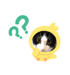 RIRI＆RON⑤たまに亀。（個別スタンプ：5）