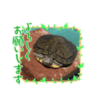 RIRI＆RON⑤たまに亀。（個別スタンプ：7）