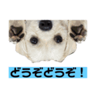 ぶんたのおもしろ会話スタンプ（個別スタンプ：6）